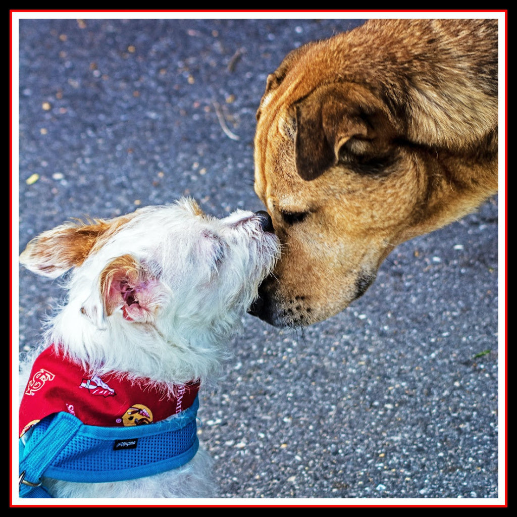Collection cover photo featuring a small white dog wearing a red bandana nuzzling a larger brown dog