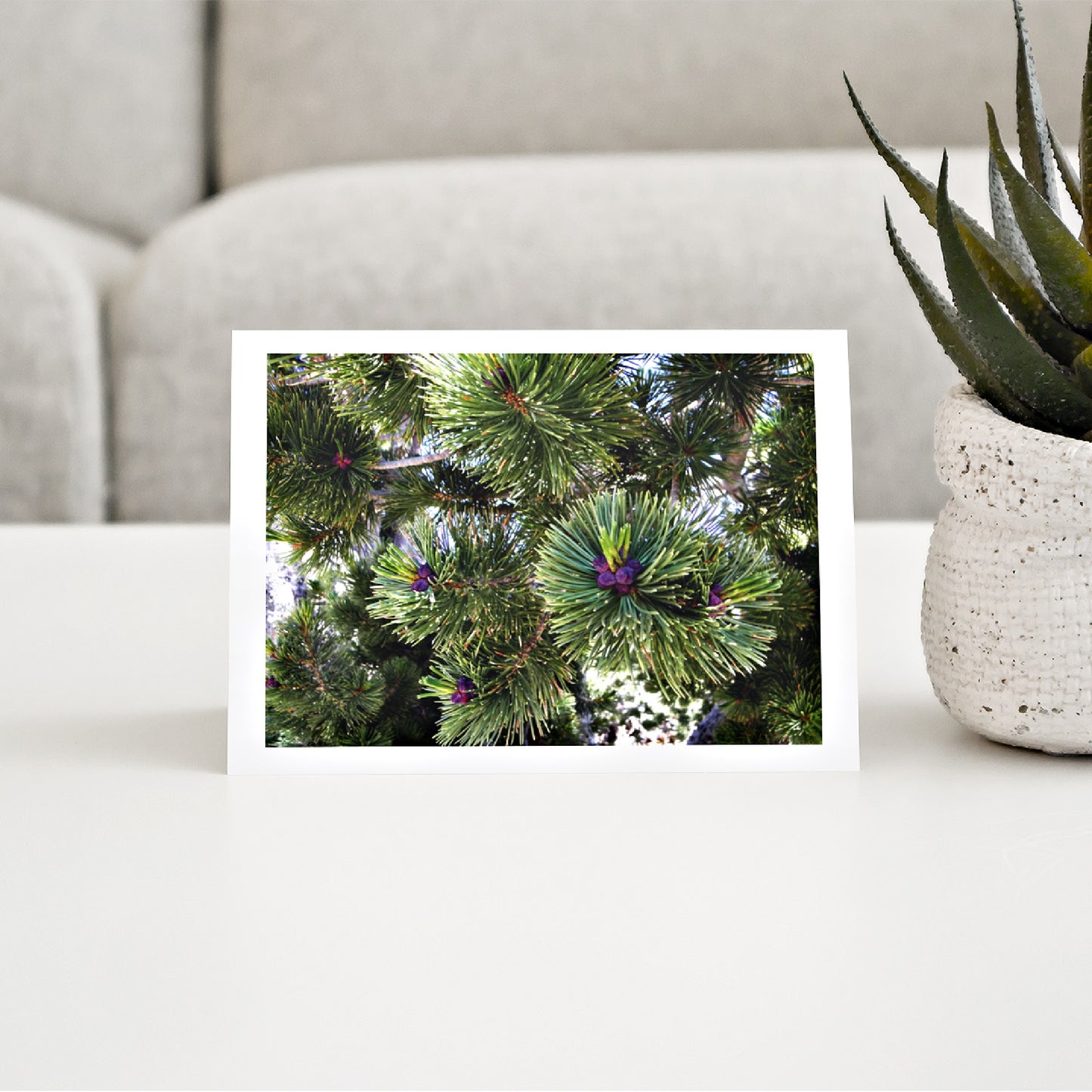 Mock up of a single All-Purpose Greeting Card featuring Green Pine Boughs displayed on a living room table along side of a small desert plant