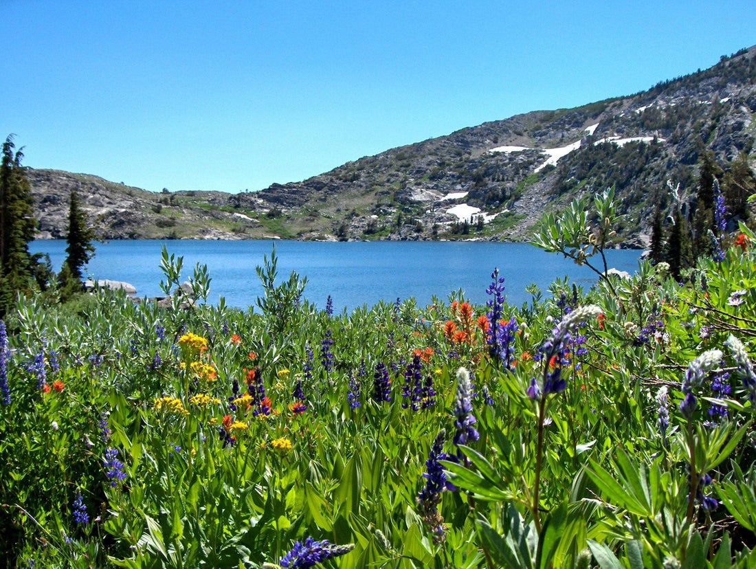 Wildflowers on Hike to Winnemucca Lake, CA | PAMELA'S ART by PonsART - a Gift Shop and Marketplace