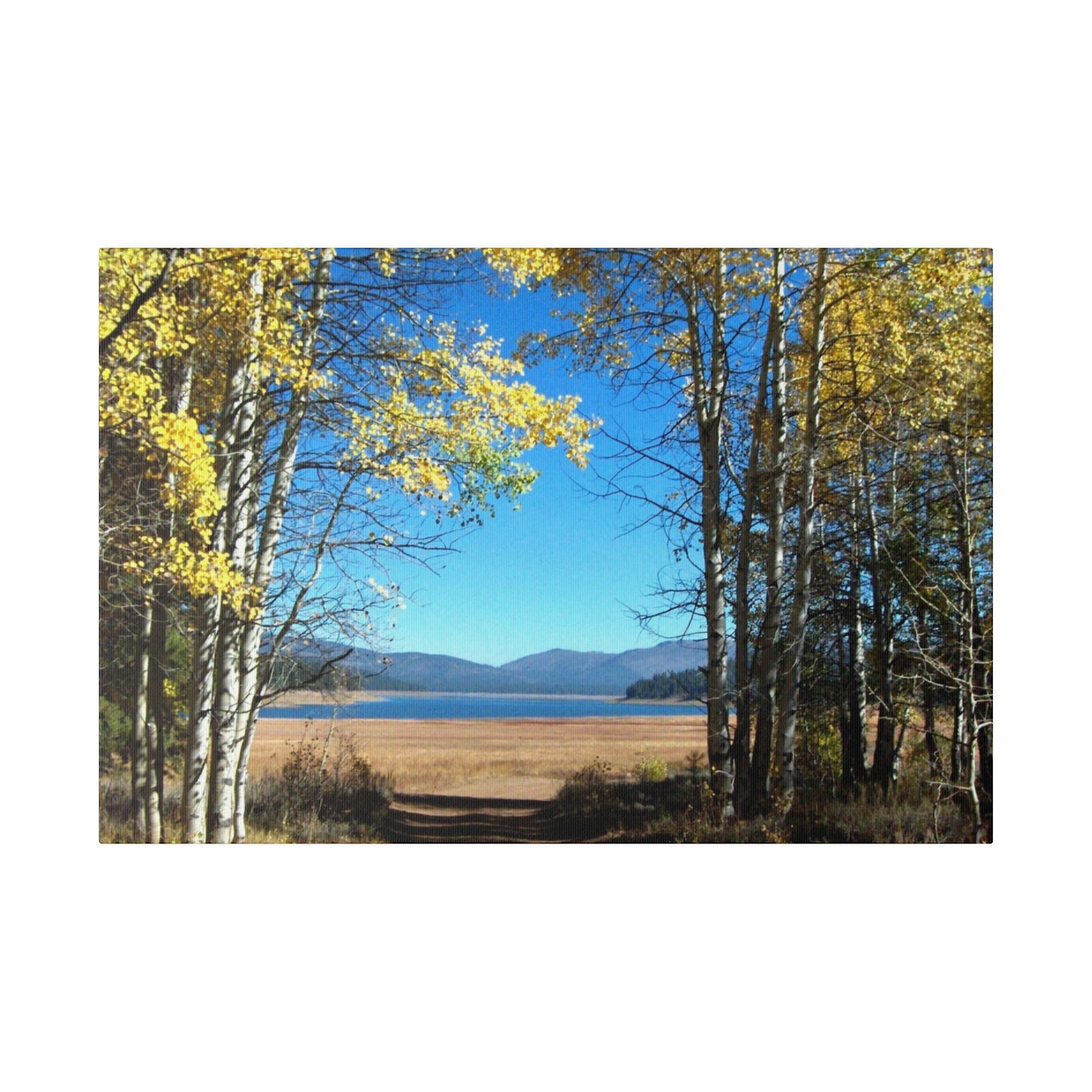 Golden Trees Trail Matte-Canvas: 3 sizes; Panoramic; Scenic