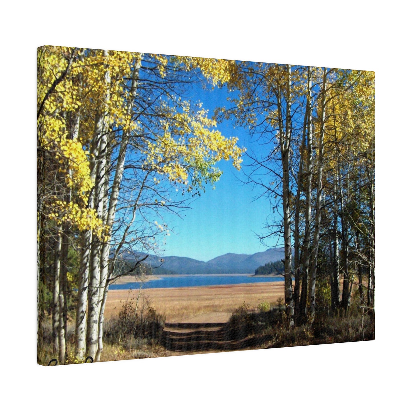 Golden Trees Trail Matte-Canvas: 3 sizes; Panoramic; Scenic