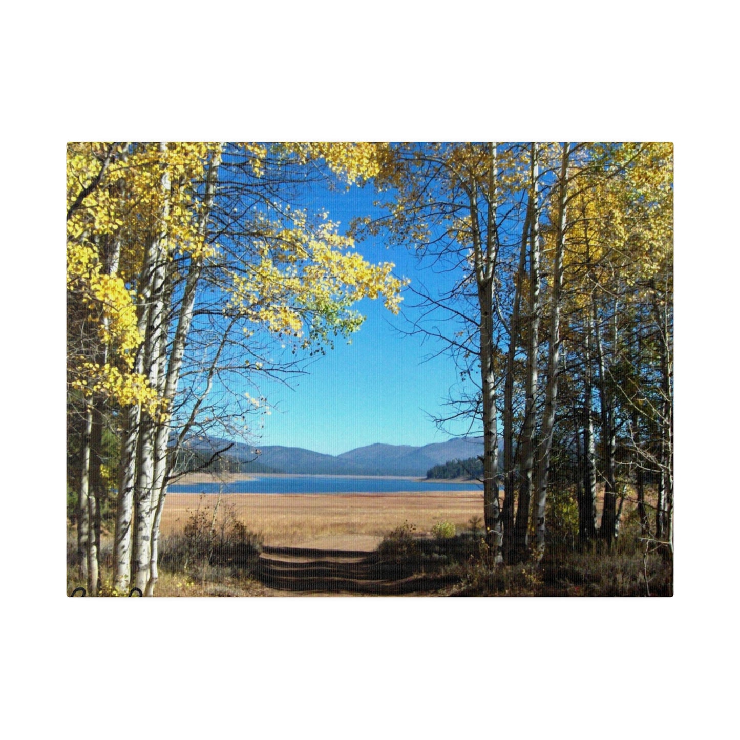 Golden Trees Trail Matte-Canvas: 3 sizes; Panoramic; Scenic