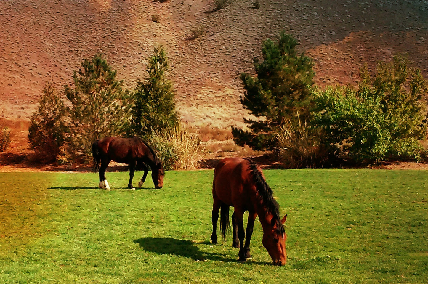 Brown Mustang Horses: Wall Décor; 11" x 14"; Frame-ready