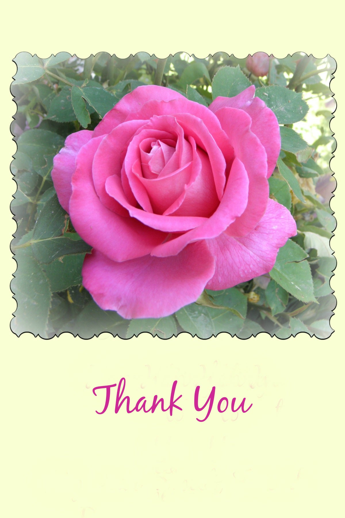 SACRED ROSE on X: Hey RoseFam, thank you for your patience