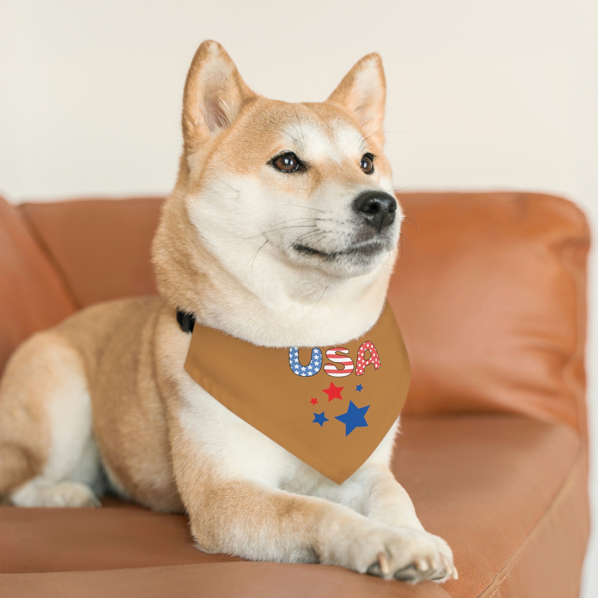 Dog on sofa wearing a collar
