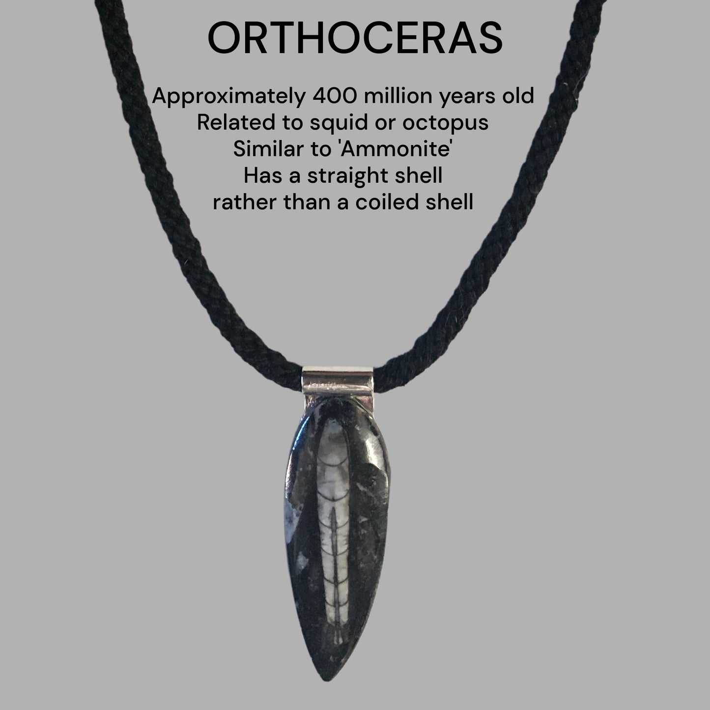 Close up of the Orthoceras stone plus informational text