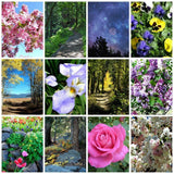 Collage of the 12 Assorted Nature-Photo Cards 