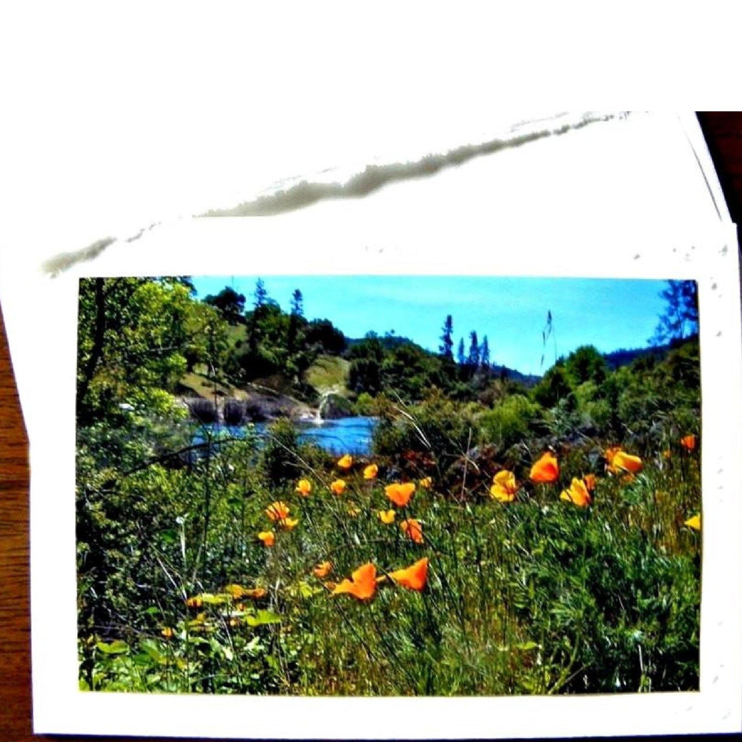 Front view of Orange Poppies Card