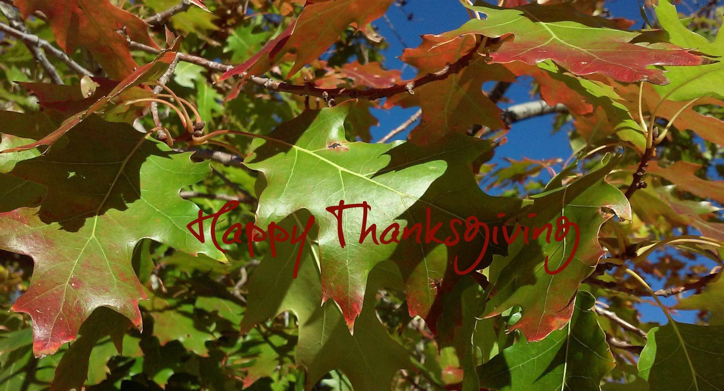 Close up of the artwork for our Thanksgiving Greeting Card