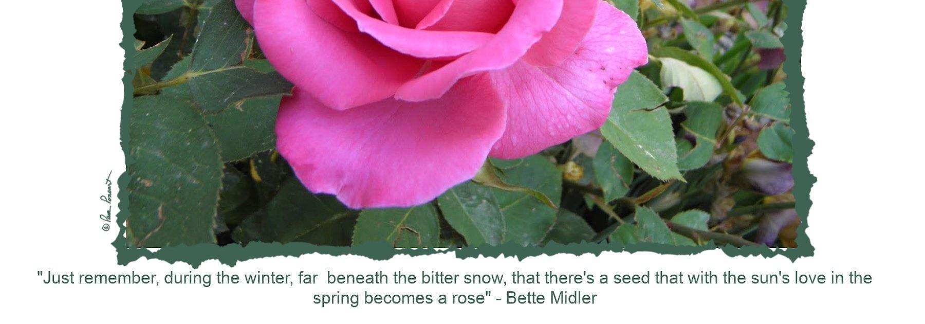 Close up of the quote by Bette Midler 